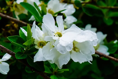 Exochorda macrantha grows and blooms in the garden in spring